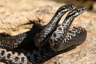Adder two snakes in commentary fight on stone entwined standing tall seen from front right