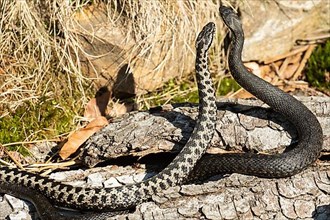 Adder two snakes in a commentary fight on a tree trunk standing high