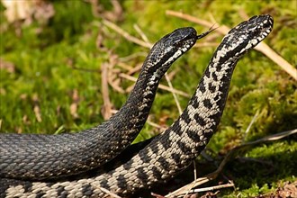 Adder two snakes with outstretched tongues in commentary fight standing tall in moss lambent seen right