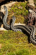 Adder two snakes in a commentary fight lying entwined in moss from behind
