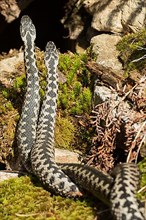Adder two snakes in commentary fight on stones entwined standing up from behind