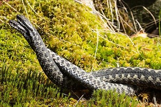 Adder two snakes in moss entangled in a comment fight lying on the left looking