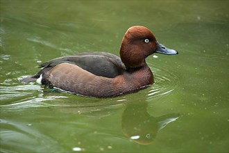 Ferruginous Duck Swimming in Water with Mirror Image Seen Right