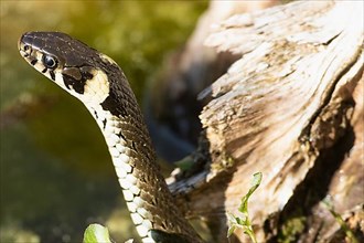 Grass snake head portrait in front of water looking left