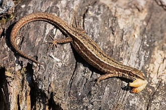 Forest lizard with food in mouth sitting on tree trunk seen on right side