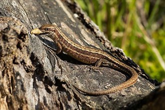 Forest lizard with food in mouth sitting on tree trunk seen on left side