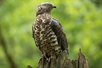 Honey buzzard sitting on tree trunk seen from front right