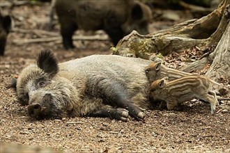 Wild boar Old animal lying and two young animals lying sucking looking left