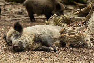 Wild boar Old animal lying and two young animals lying sucking looking left