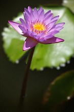Purple lotus close up