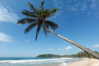 Tropical paradise idyllic beach with palm. Sri Lanka