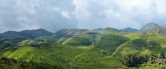 Panorama of tea plantations. Munnar