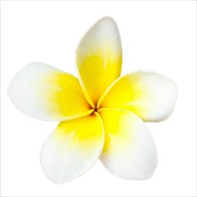 White tropical flower frangipani closeup isolated on white background