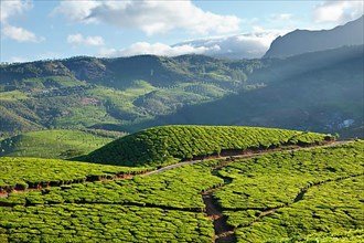 Tea plantations on surise. Munnar