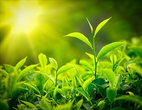 Tea bud and leaves. Tea plantations