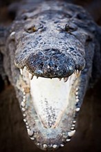 Charging crocodile jaws