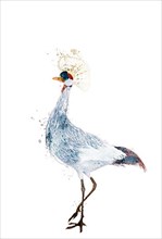 Watercolor grey crowned crane over white background