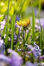 Dandelion flower in the middle of a flower meadow