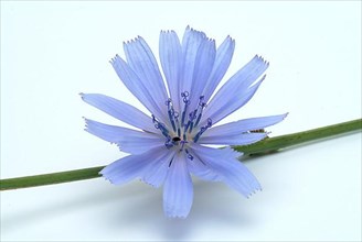 Flower of common chicory