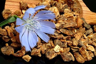 Flower and dried root of common chicory