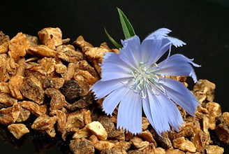 Flower Flower and dried root of Common Chicory