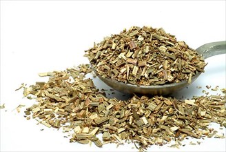 Dried herb of common chicory