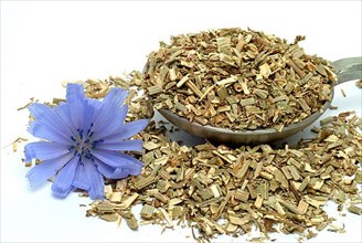 Flower and dried herb of common chicory