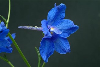 Flower of forking larkspur