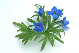 Flower of forking larkspur