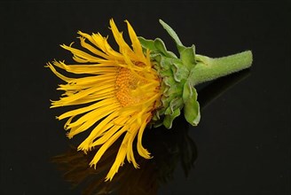 Flower of elecampane
