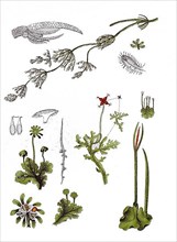 Common or common chandelier alga