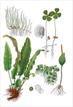 Common pill fern