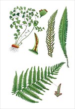 Maidenhair fern also Venus hair