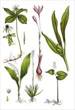 Four-leaved dewberry or Herb Paris