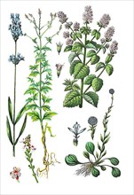 True lavender or common lavender
