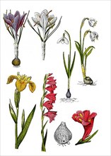 Spring crocus or spring saffron