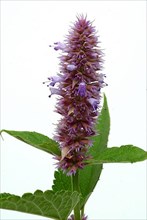 East Asian Giant Hyssop