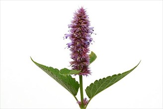 East Asian Giant Hyssop