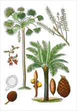 Fruit-bearing branch of the oil palm
