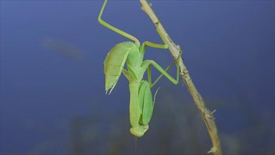 Close-up of green praying mantis sitting on bush branchon and washing his face blue sky background. Odessa