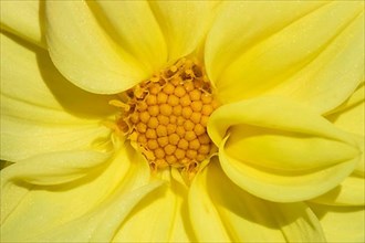 Garden dahlia