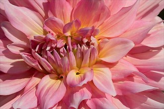 Garden dahlia