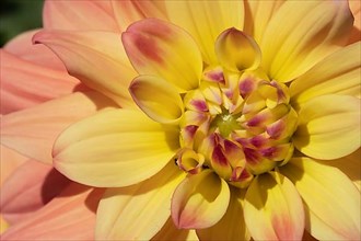 Garden dahlia