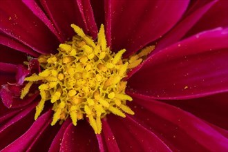 Garden dahlia