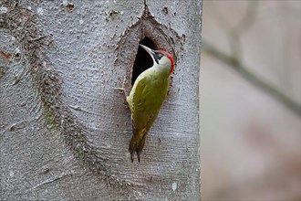 European green woodpecker