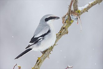 Great Grey Shrike