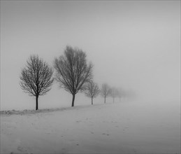Row of trees in snow in fog
