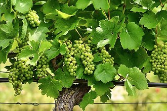 Vineyard with bunch of small green wine grapes