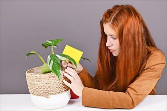 Woman putting yellow sticky card into houseplant pot to fight fungus gnats pests