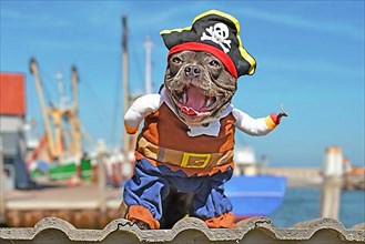 Funny laughing French Bulldog dog dressed up in pirate costume with hat and hook arm